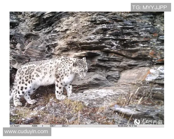 天山雪豹与四川的生态对决探秘自然保护与生物多样性的重要性 天山雪豹与四川的生态对决探秘自然保护与生物多样性的重要性
